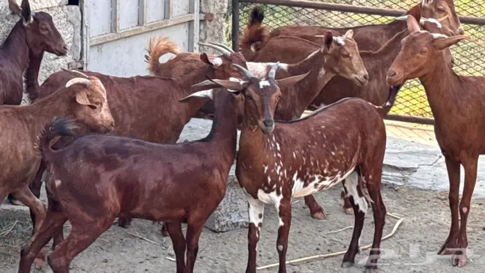 معزا دهم 11 15