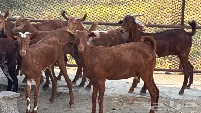 معزا دهم 11 14