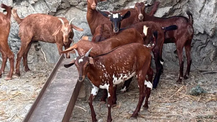 معزا دهم 11 11