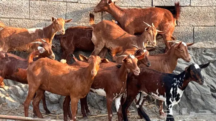 معزا دهم 11 10