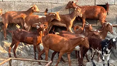 معزا دهم 11 index