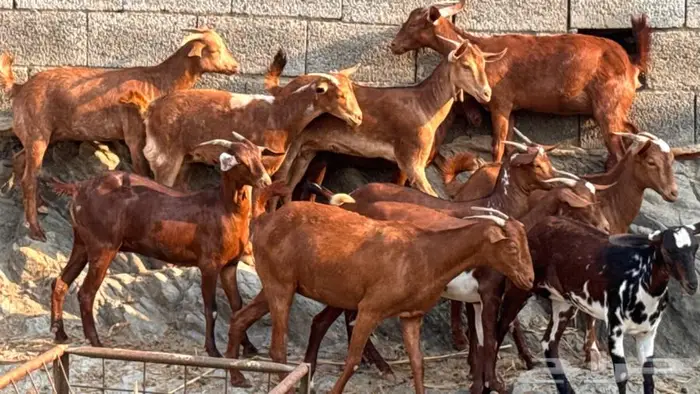 معزا دهم 11 2