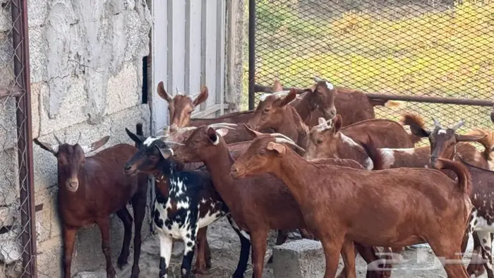 معزا دهم 11 12