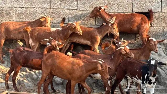 معزا دهم 11 6