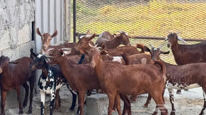 معزا دهم 11 13