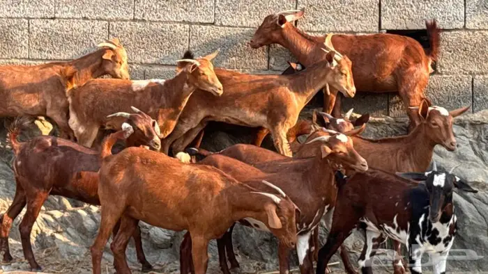 معزا دهم 11 5