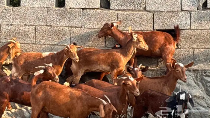 معزا دهم 11 7