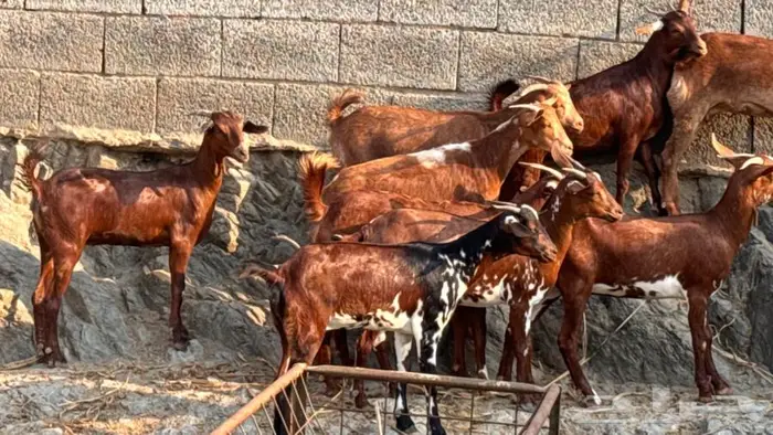 معزا دهم 11 8