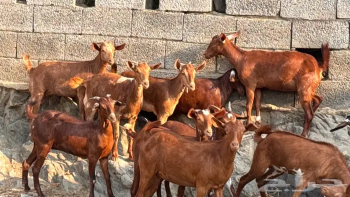 معزا دهم 11 0