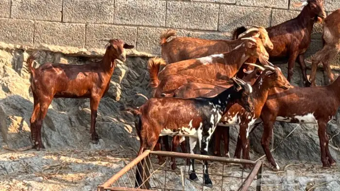 معزا دهم 11 9