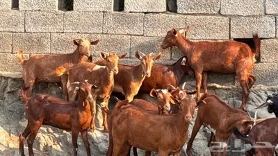 معزا دهم 11 index