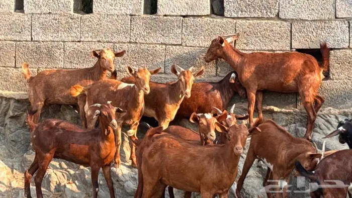 معزا دهم 11 1