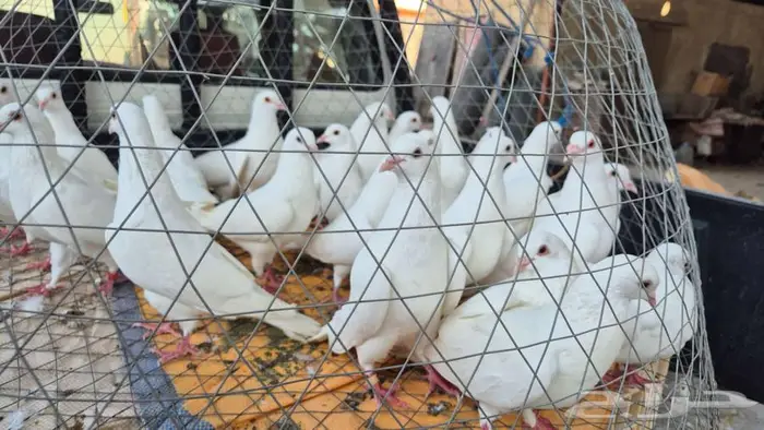 حمام فرنسي أبيض جامبو 3