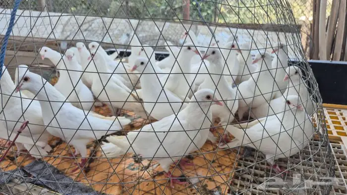 حمام فرنسي أبيض جامبو 0