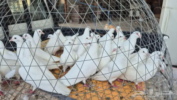 حمام فرنسي أبيض جامبو 6