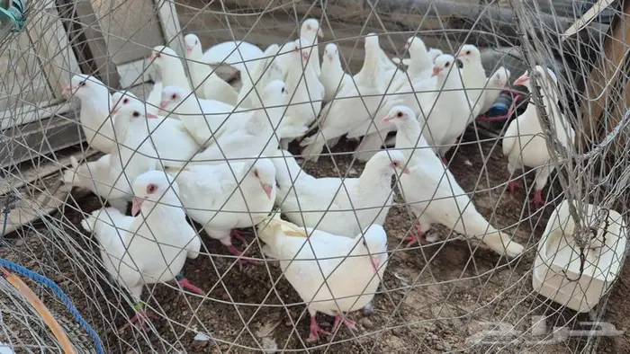 حمام فرنسي أبيض جامبو 5