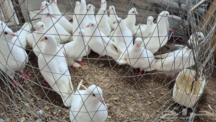 حمام فرنسي أبيض جامبو 2