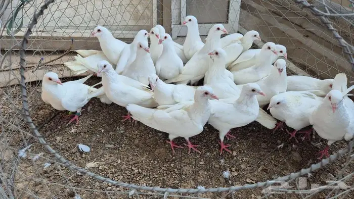 حمام فرنسي أبيض جامبو 4