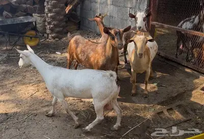 مشاريك 5 index