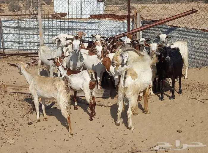 للبيع معزا 21 معها 18 0