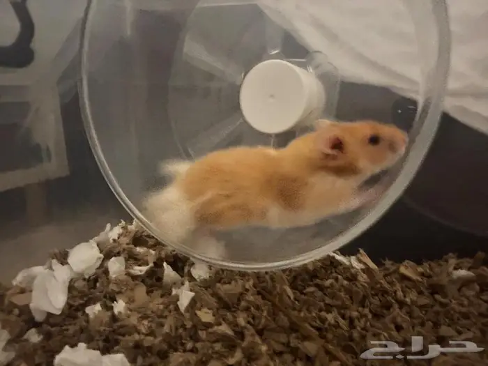 هامستر سوري للتبني 1