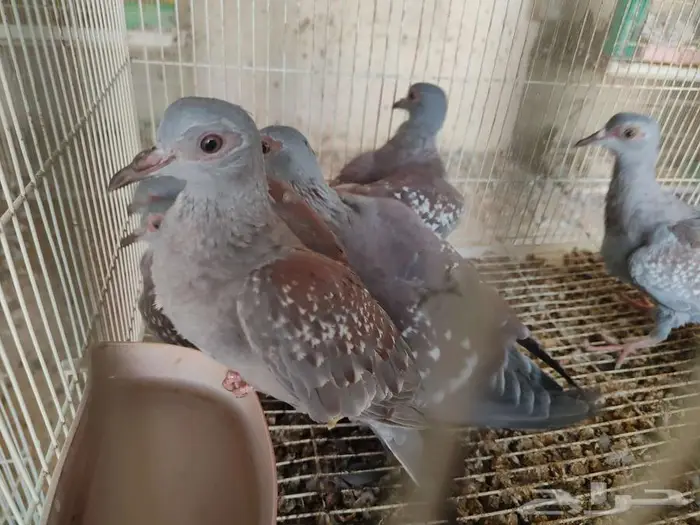 ياكريم افريقي ابو جفن ابو نظاره الاحساء 1