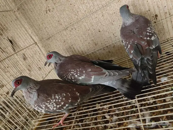 ياكريم افريقي ابو جفن ابو نظاره الاحساء 0