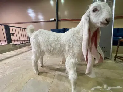 مشروع فحل هولندي فاخر index