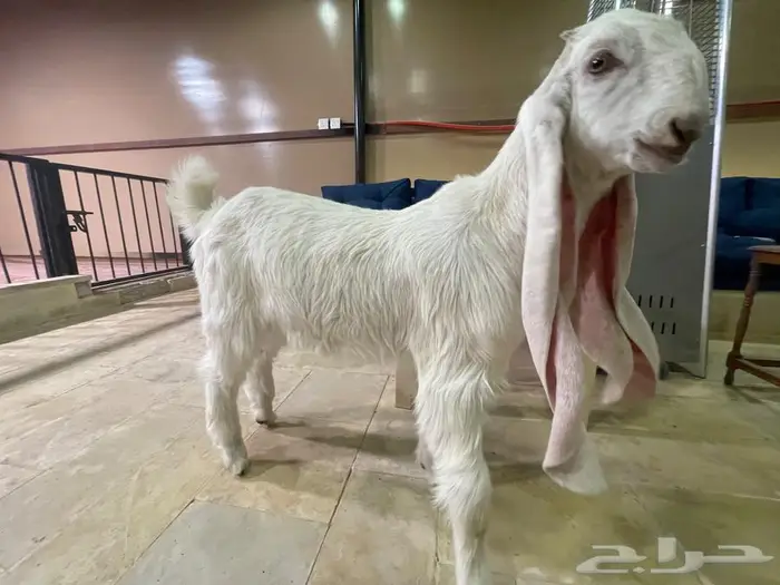 مشروع فحل هولندي فاخر 0