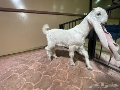 مشروع فحل هولندي فاخر index