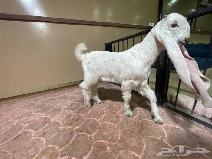 مشروع فحل هولندي فاخر 1