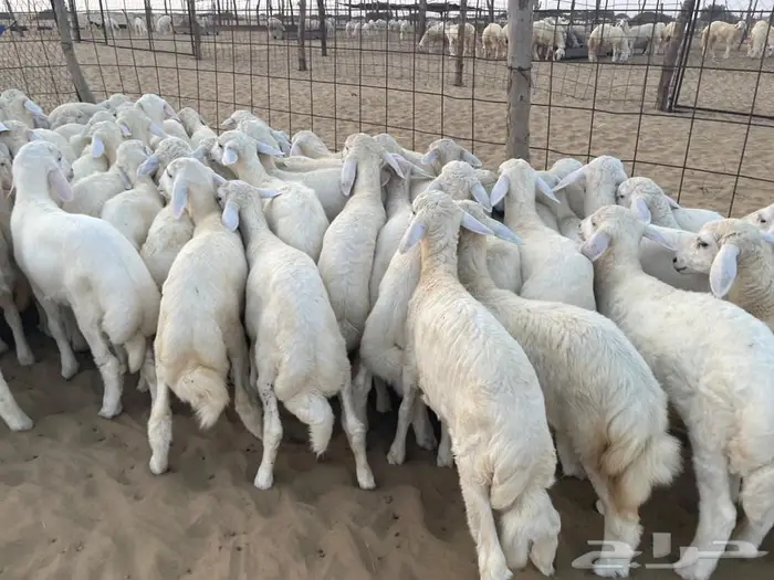 بهم حري رقم 1 عدد 70 راس 1