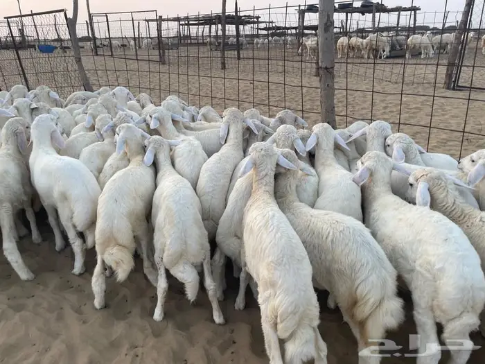 بهم حري رقم 1 عدد 70 راس 2