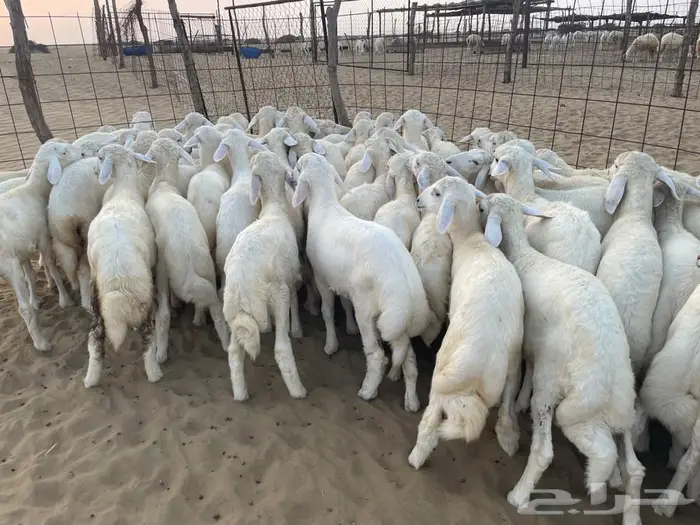 بهم حري رقم 1 عدد 70 راس 4