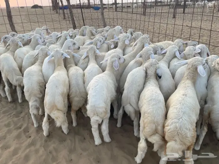 بهم حري رقم 1 عدد 70 راس 0