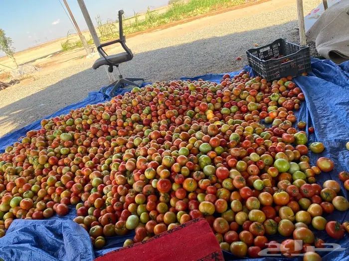 طماطم للبيع السعر 10 ريال صندوق 6 كجم 0