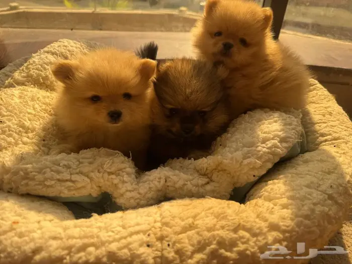 كلاب بومرينان صغيرة للبيع 4