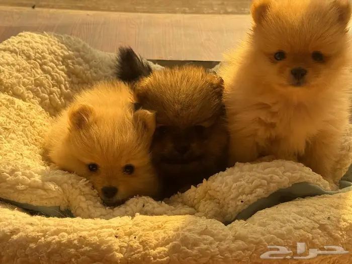 كلاب بومرينان صغيرة للبيع 3