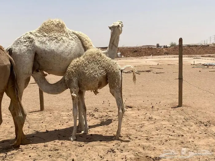 ضريبه للبيع 6