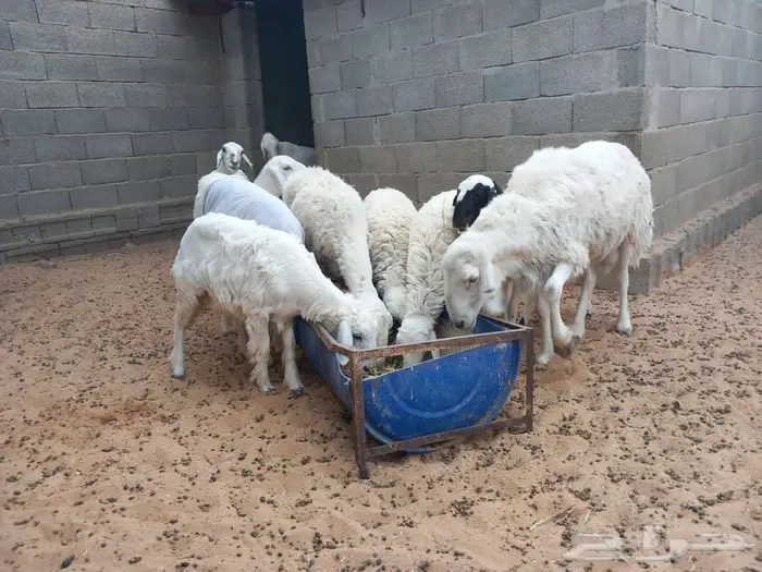 غنم حري للبيع 7