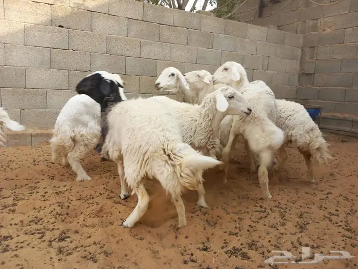 غنم حري للبيع 8
