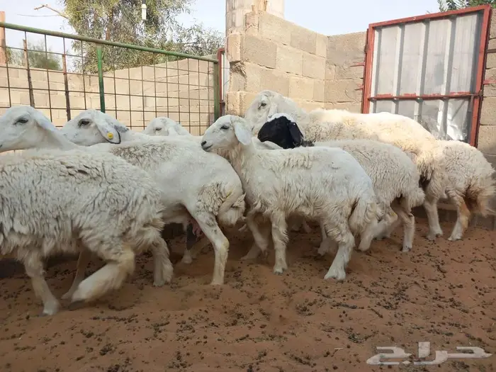 غنم حري للبيع 9