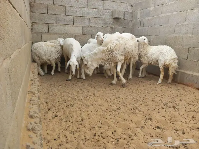 غنم حري للبيع 10