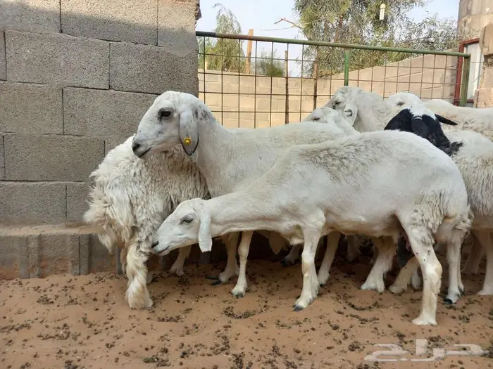 غنم حري للبيع 11