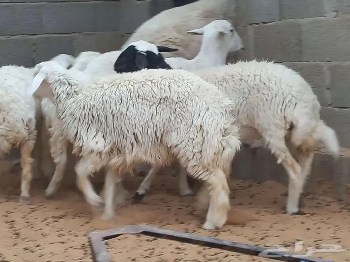 غنم حري للبيع 0