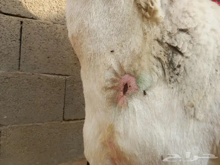 غنم حري للبيع 2