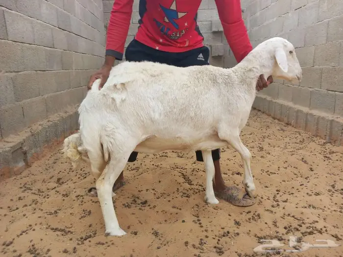 غنم حري للبيع 3