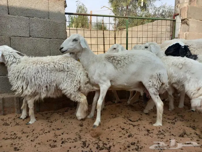 غنم حري للبيع 1