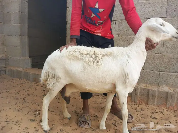 غنم حري للبيع 4