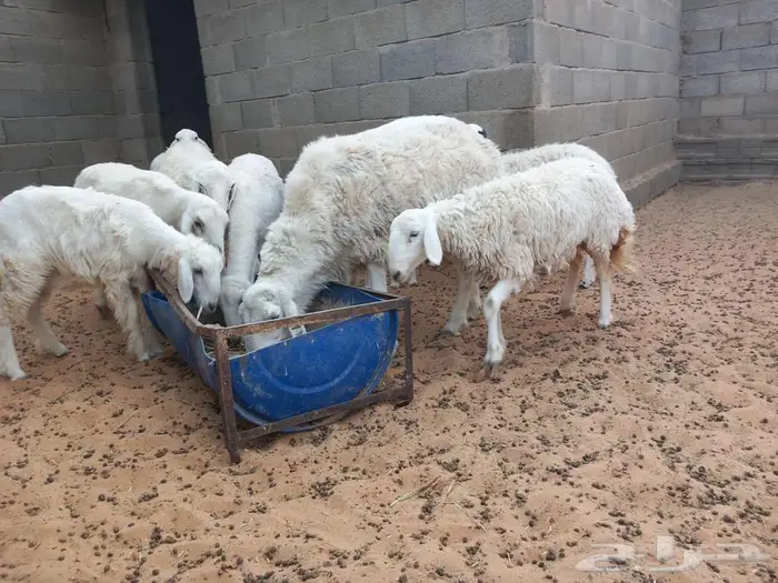 غنم حري للبيع 5